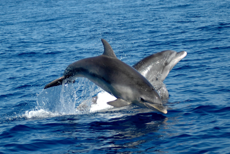 Dauphins dans le golfe d’Alghero