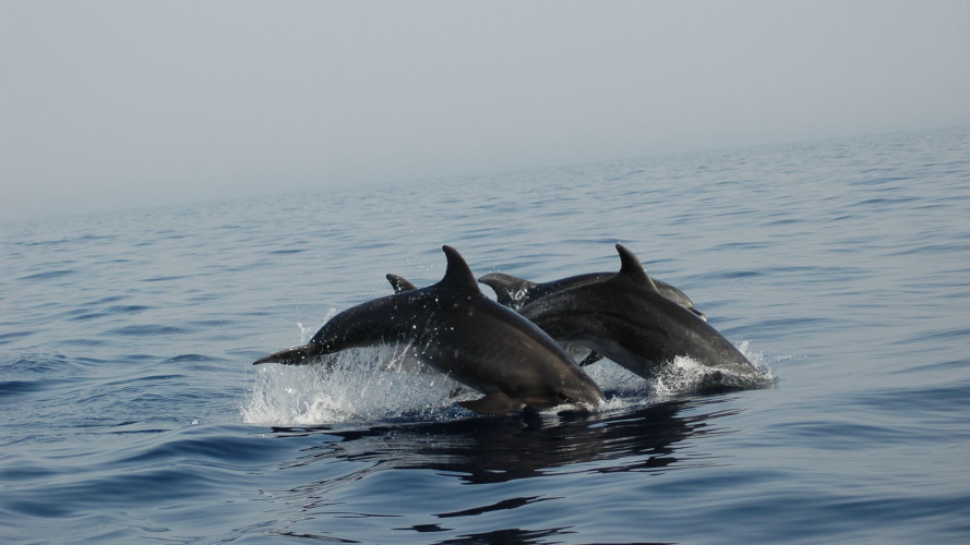 Dauphins dans le golfe d’Alghero