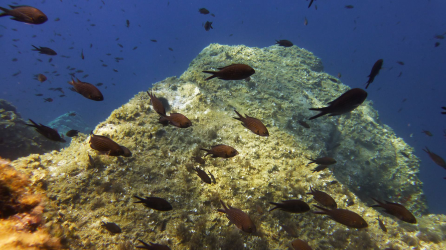 Pêcher dans le golfe d'Alghero