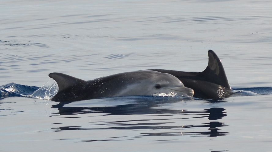 Dauphins dans le golfe d’Alghero