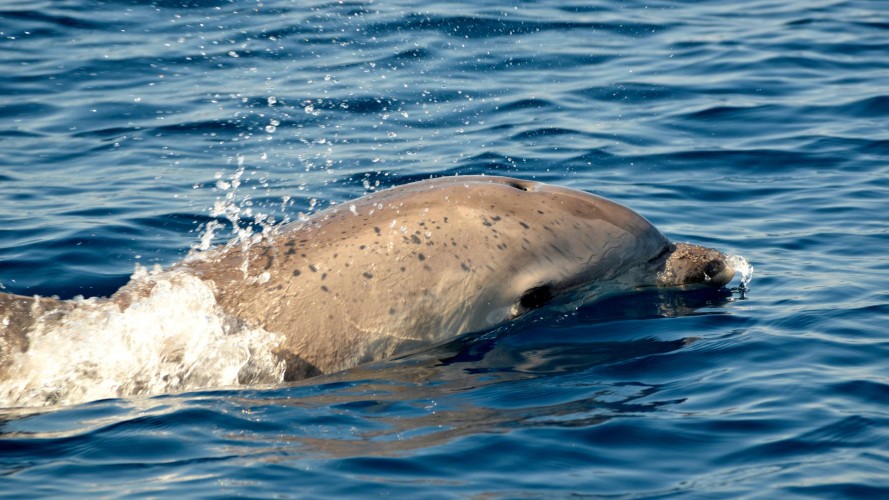 Dauphins dans le golfe d’Alghero