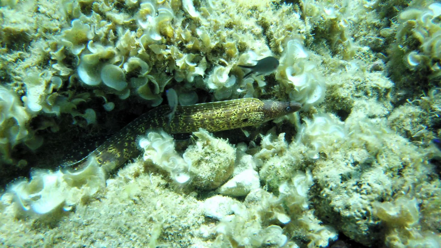 Pêcher dans le golfe d'Alghero