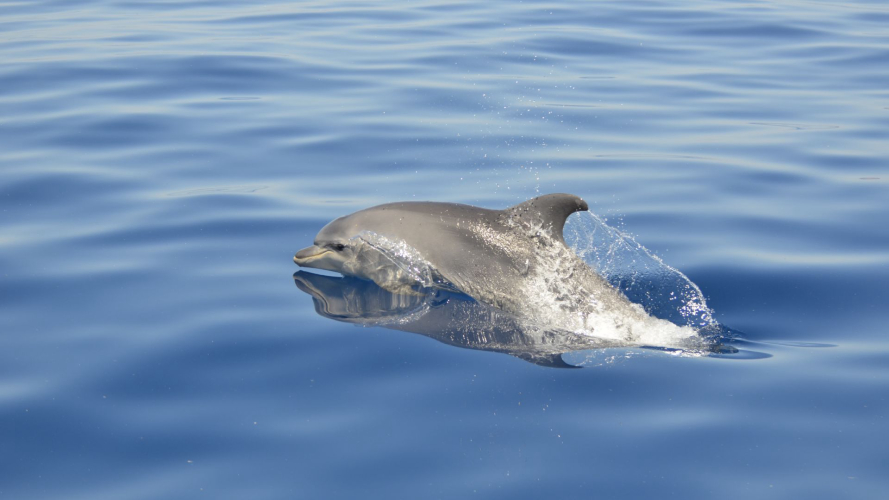 Dauphins dans le golfe d’Alghero