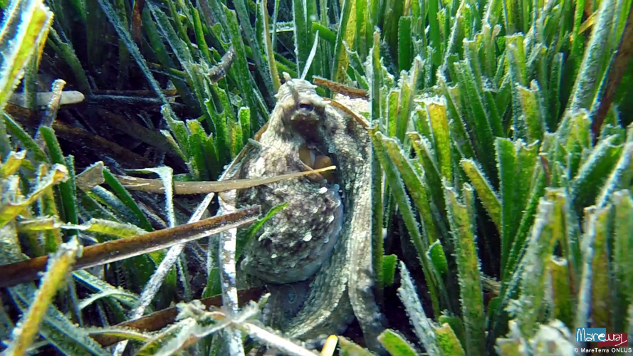Pêcher dans le golfe d'Alghero