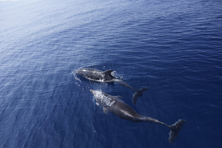 Delfini nuotano nel mare blu della Sardegna nord occidentale