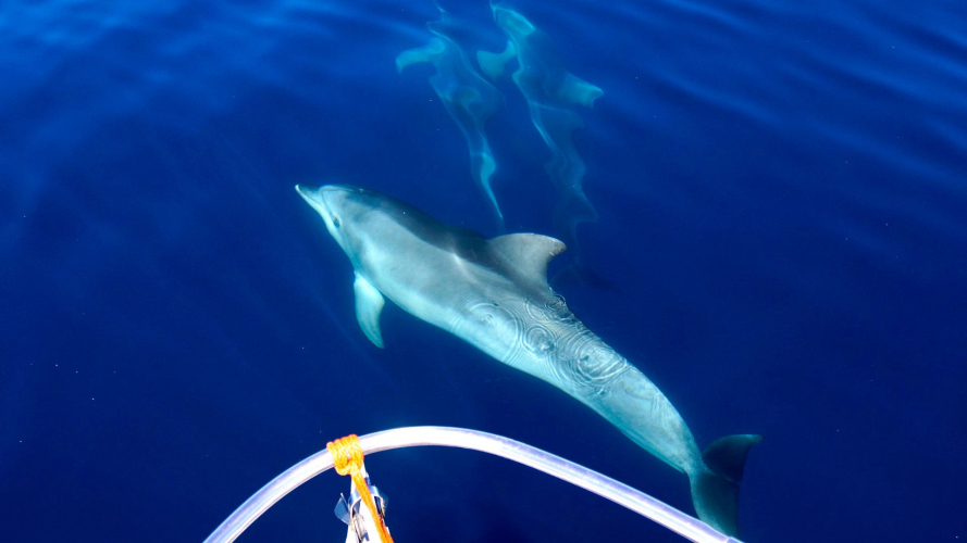 Delfini nel mare del Golfo di Alghero