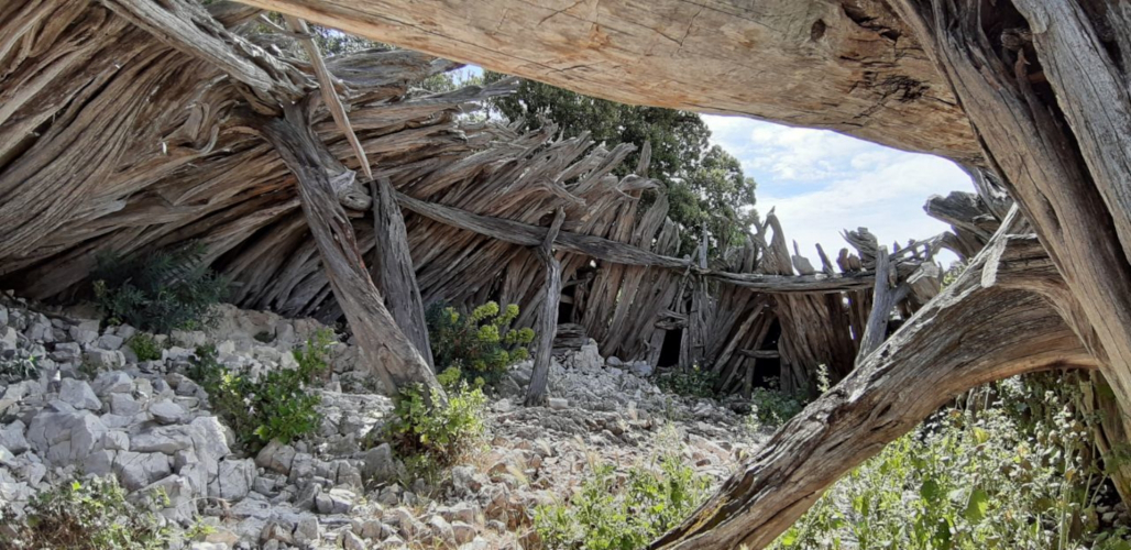 Sardinian pinnetu in Baunei in the cala Mariolu trek