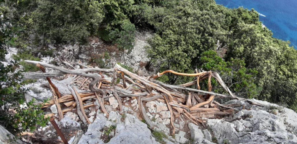 trekking route or path with a view of the Cala Mariolu beach in the Dorgali forest