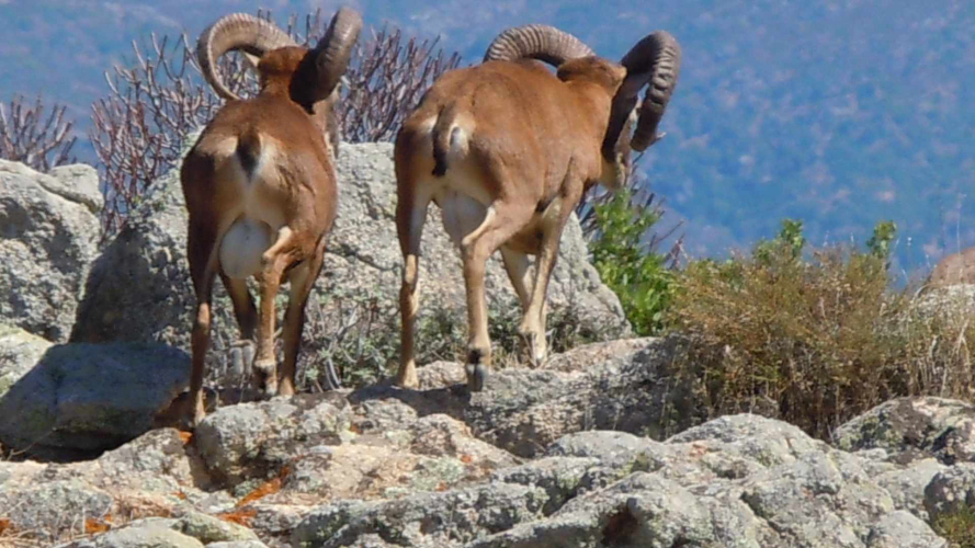 Avistamiento de dos muflones en Asinara