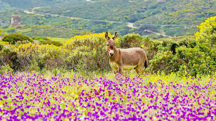 Un burro pasta en un prado florido de la isla de Asinara