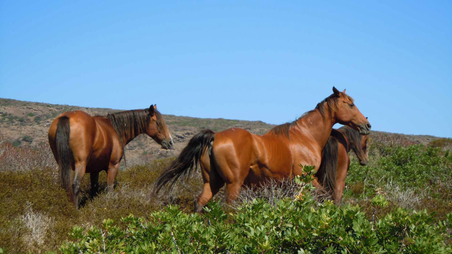 Los caballos pasean tranquilos por la naturaleza virgen de Asinara