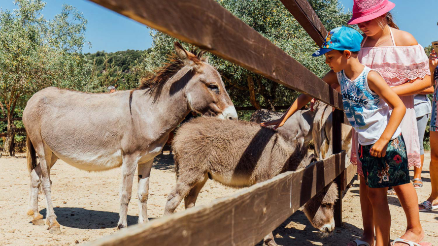 Donkeys and hikers during a guided tour of nature
