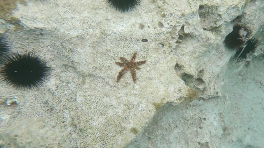 Avistamiento de una estrella de mar en el Golfo de Orosei