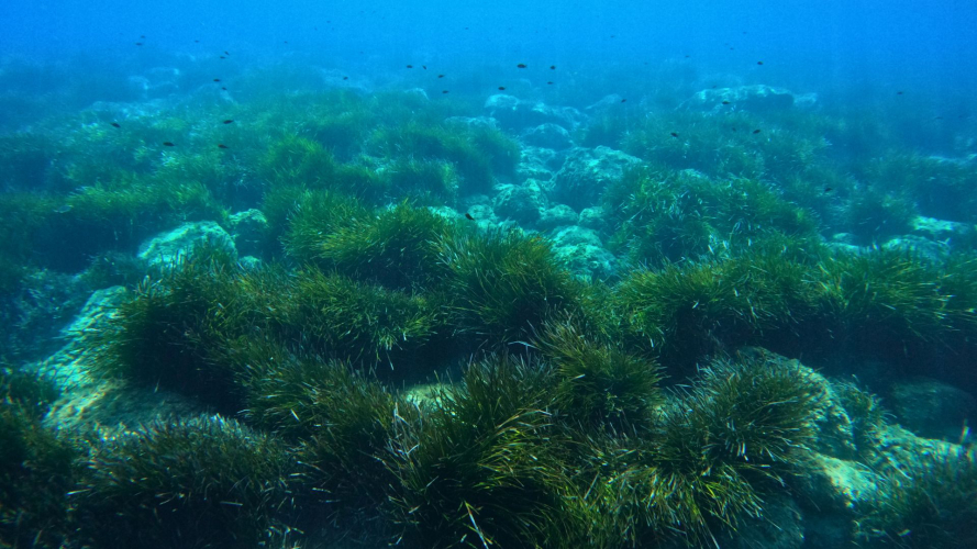 Fondos marinos del Golfo de Orosei