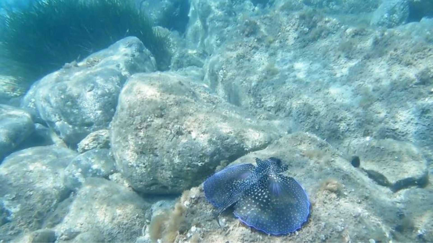 Avistamiento de un pez búho en aguas del Golfo de Orosei
