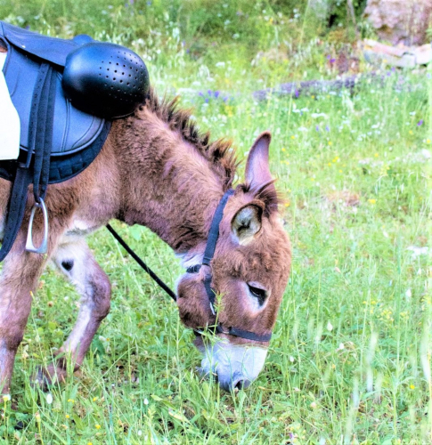 Donkey in Cargeghe