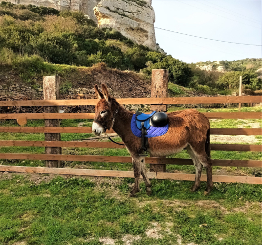 Donkey in Cargeghe