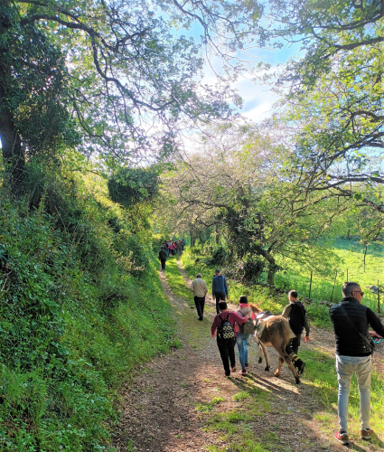Guided donkey trekking in the green nature of the Cargeghe area