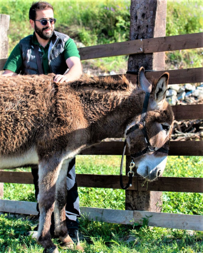 Donkey in Cargeghe