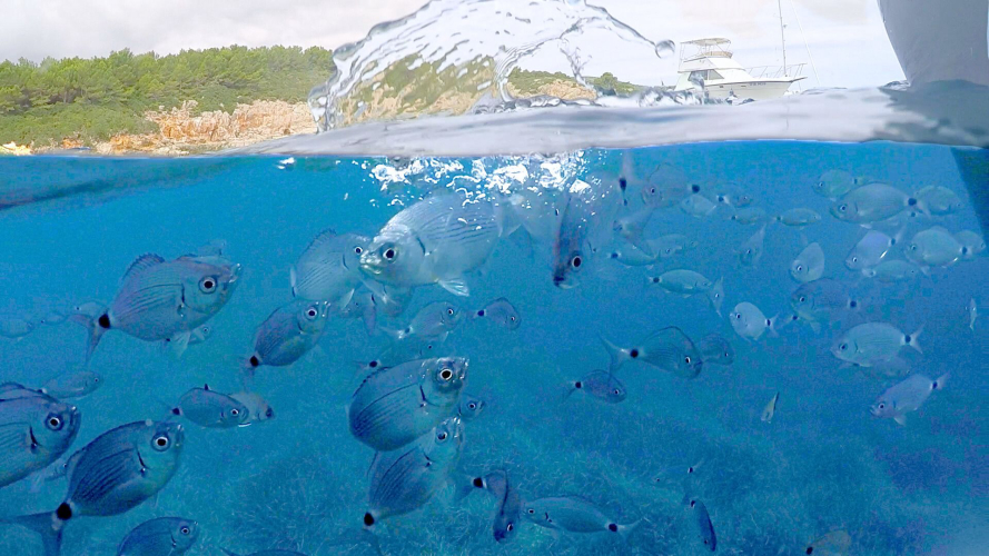 Pesci che nuotano nel mare di Alghero