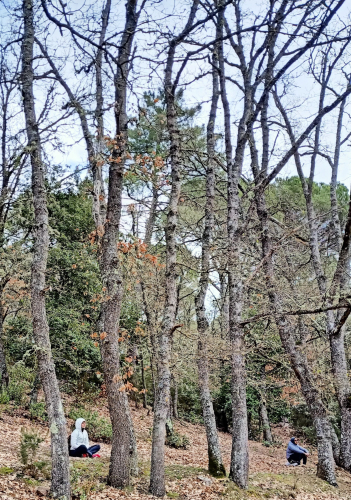 Arbres d’une forêt à Cagliari