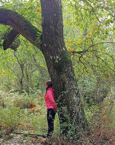 Randonneur et arbre dans une forêt
