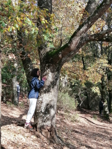 Randonneur et arbre dans une forêt