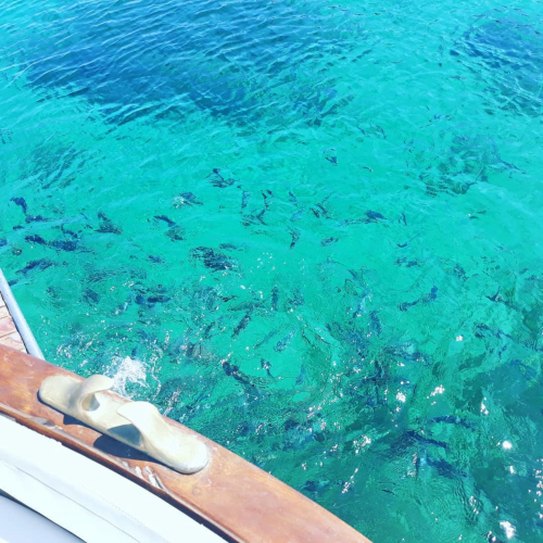 Fische schwimmen in der Nähe des Kropfes in Asinara