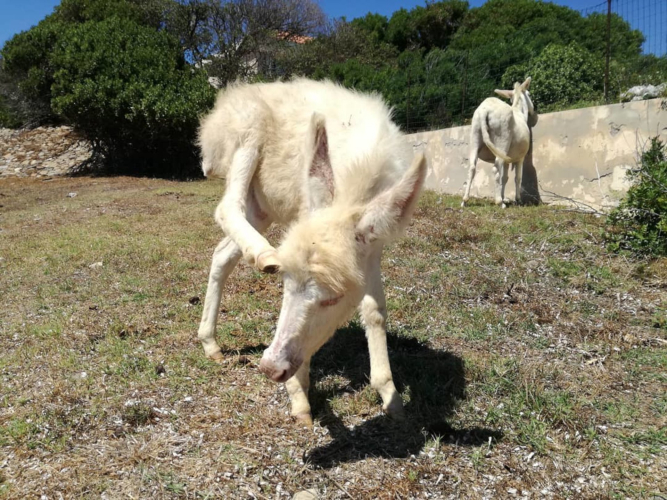 Weißer Esel auf der Insel Asinara
