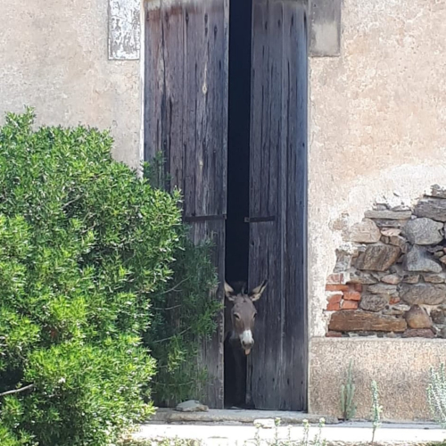 Ein Esel hinter einer Holztür in einem alten Haus auf der Insel Asinara