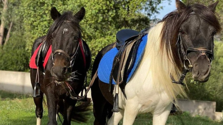 Chevaux dans les environs de Cagliari