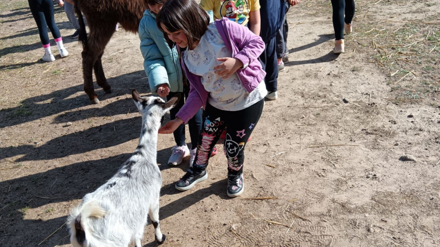 Kleines Mädchen streichelt eine Babyziege bei einem Besuch auf einem Bauernhof in Cagliari