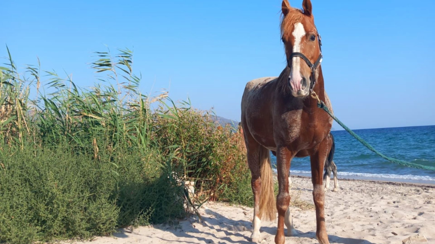 Reiten am Strand von Cagliari