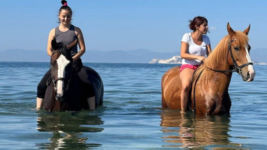 Pferde beim Schwimmen am Strand von Flumini