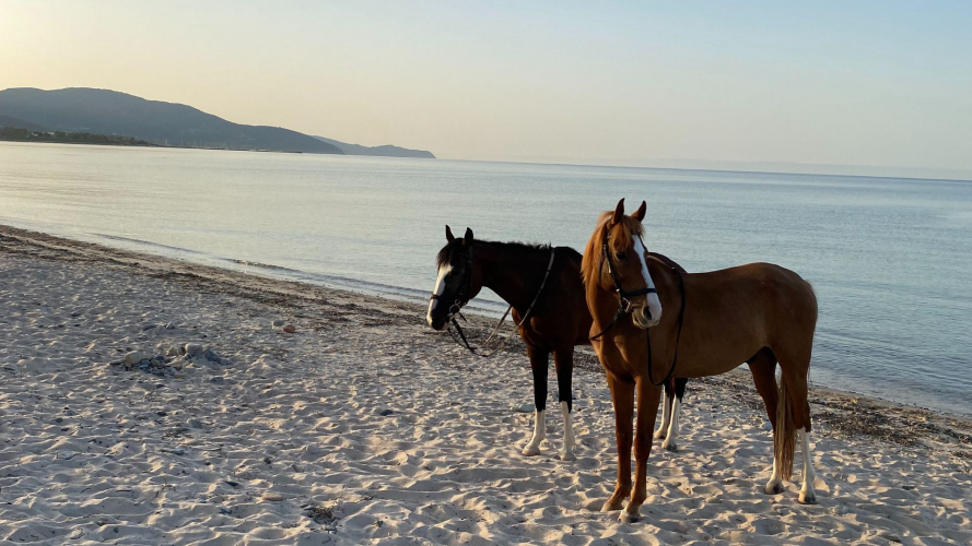 Pferde bei einem Strandspaziergang in Cagliari