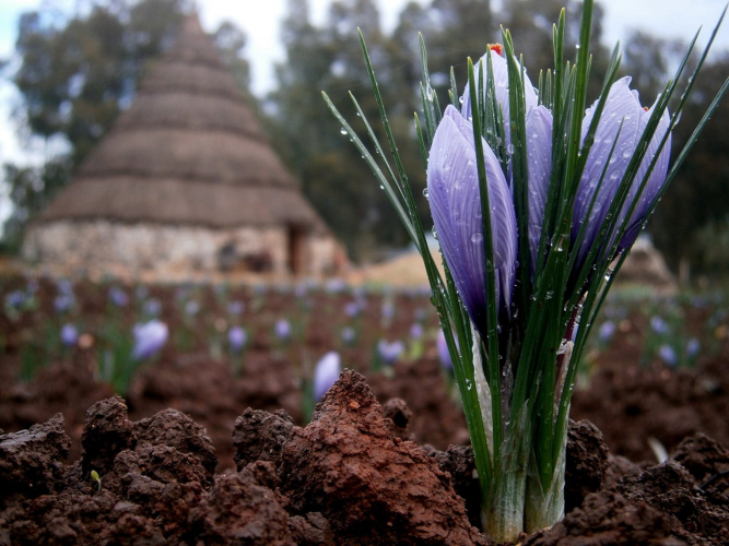 Saffron in the land of a company in Olmedo