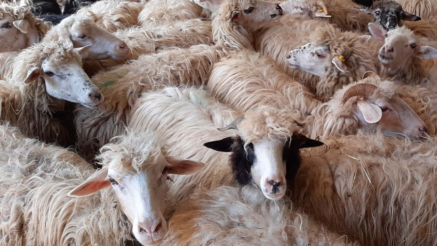 Sheep on the farm in Arzana