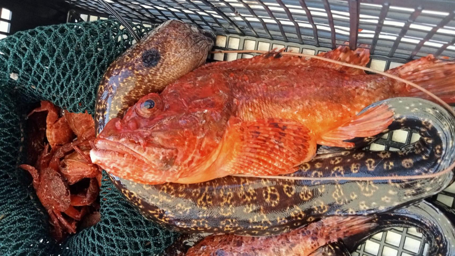 Pesce pescato durante l'attività di pescaturismo a Tavolara