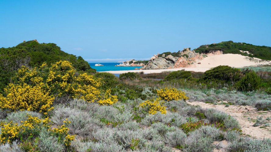 Küstenlandschaft der Insel La Maddalena
