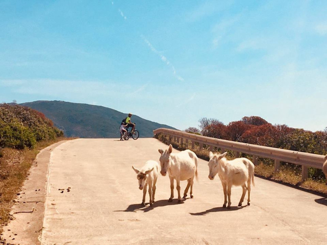 Asini bianchi dll'Asinara