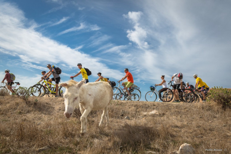 Asino bianco e escursionisti in bici all'Asinara