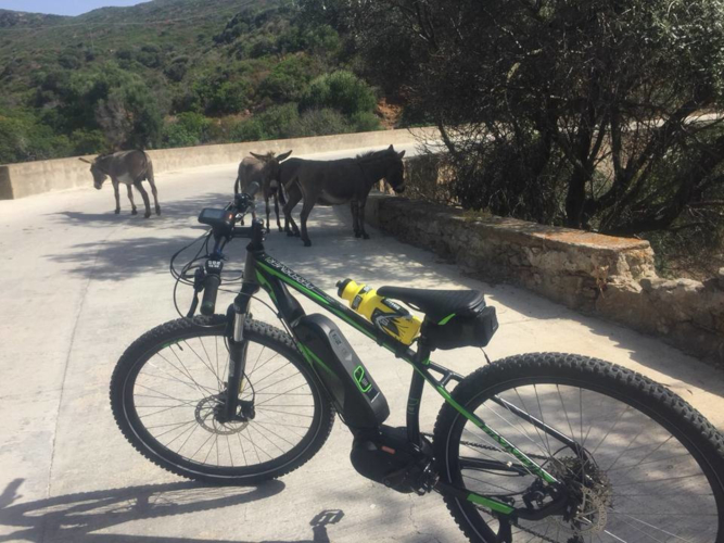 Bici e asini che abitano sull'isola