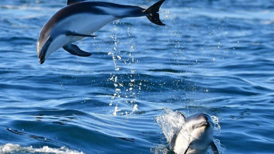 Delfini nuotano a Capo Figari nella costa nord-est della Sardegna