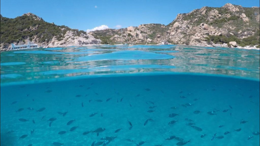 Mare dell'arcipelago di La Maddalena con pesci
