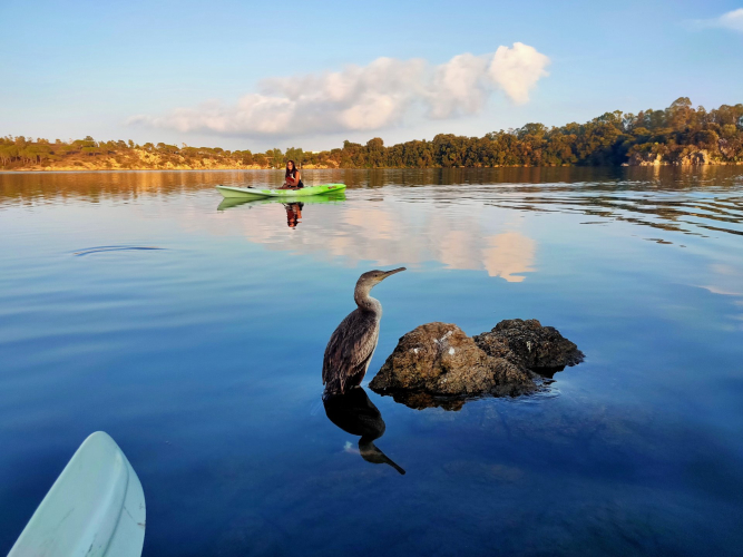 <p>Excursionista en kayak se encuentra con un cormorán</p>