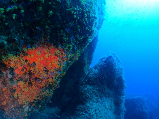 nel fondale del mare di Villasimius a Capo Carbonara