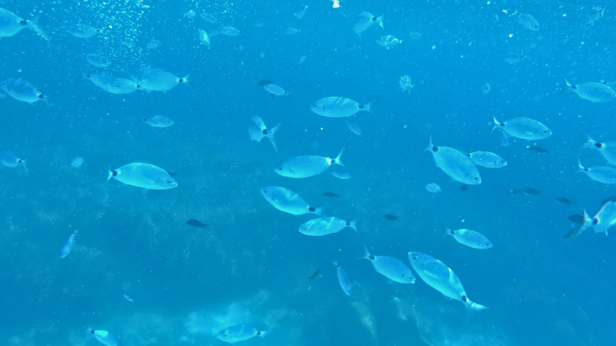 Fische schwimmen im Porto Conte Park in Alghero