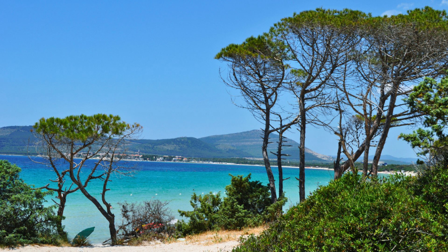 Pine forest in Alghero