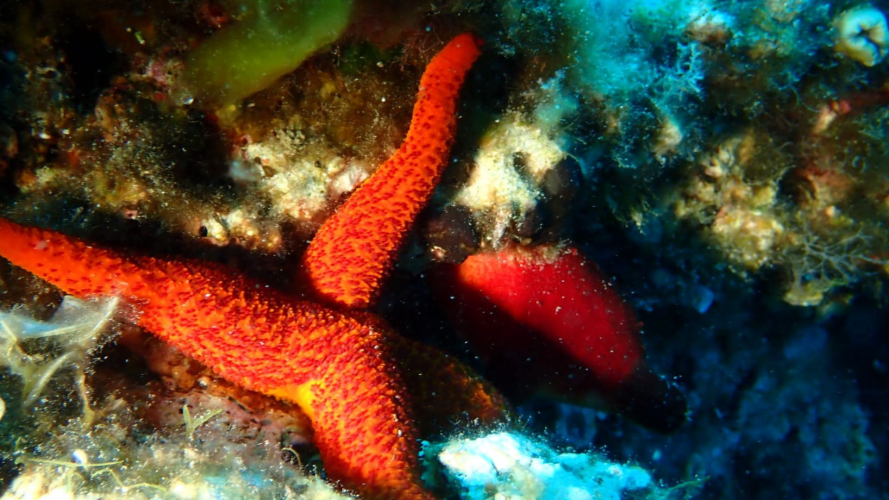 Seesterne in den Tiefen der Nordküste Sardiniens