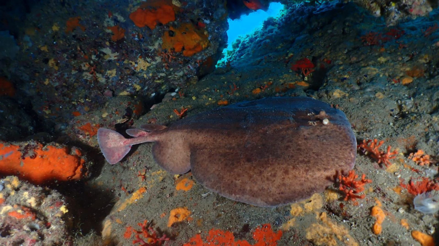 Meeresfauna des Mittelmeerbodens
